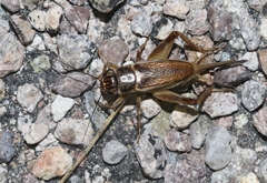 Gryllus personatus