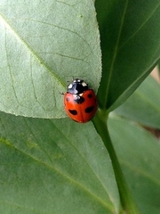 Coccinella nugatoria