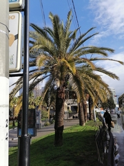 Phoenix canariensis