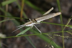 Paropomala pallida