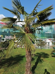 Trachycarpus fortunei