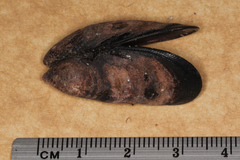 Brachidontes rostratus