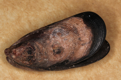 Brachidontes rostratus
