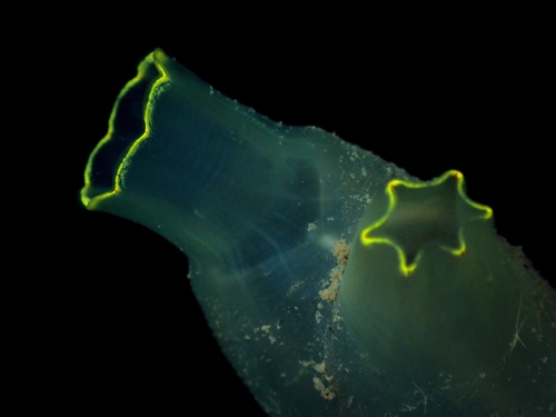 Sea Vase, Oosterschelde, Zeeuwse meren, 158_13_400, NL, photo 7 of 10