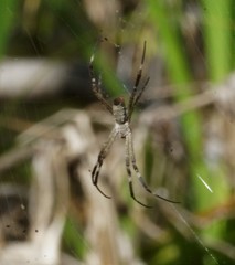 Argiope radon