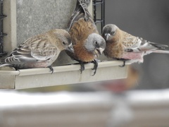 Leucosticte tephrocotis littoralis
