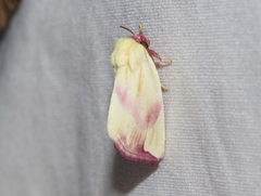 Thurberiphaga diffusa