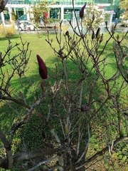 Magnolia × soulangeana