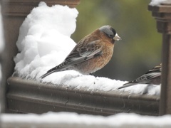 Leucosticte tephrocotis tephrocotis
