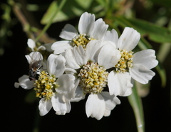 Achillea atrata