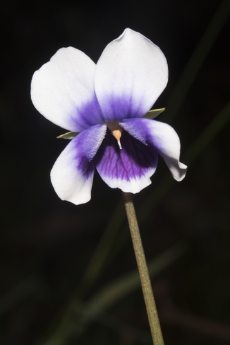 Viola banksii