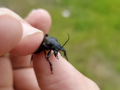 Calosoma cancellatum