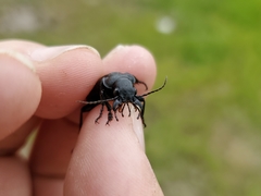 Calosoma cancellatum