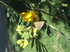 Electrostrymon guzanta