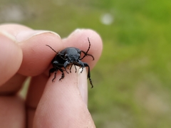 Calosoma cancellatum