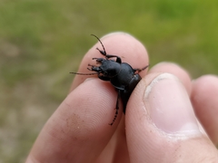Calosoma cancellatum