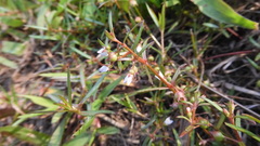Scleromitrion brachypodum
