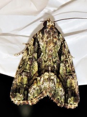 Iambia inferalis