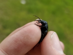 Calosoma cancellatum