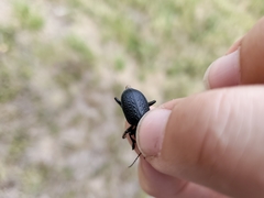 Calosoma cancellatum