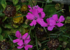 Dianthus glacialis
