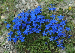 Gentiana bavarica