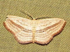 Scopula bigeminata