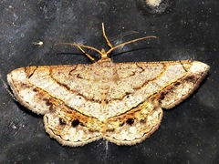 Chiasmia streniata