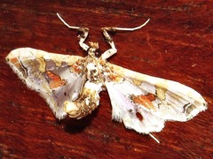 Leucinodes pseudorbonalis