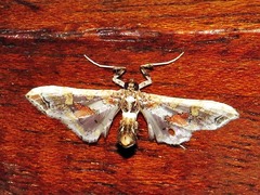 Leucinodes pseudorbonalis
