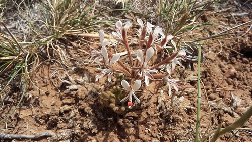 Pelargonium campestre