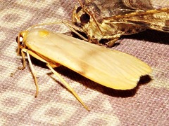 Campteropsis asaphogramma