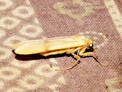 Campteropsis asaphogramma