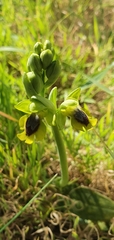 Ophrys lutea lutea