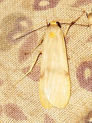 Campteropsis asaphogramma