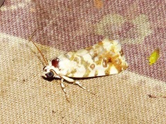 Acontia transfigurata