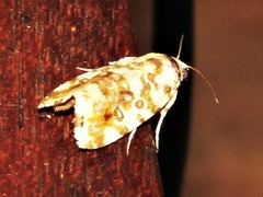 Acontia transfigurata