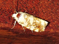 Acontia transfigurata