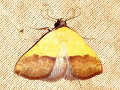 Phytometra duplicalis