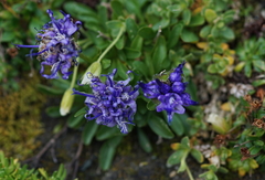 Phyteuma globulariifolium