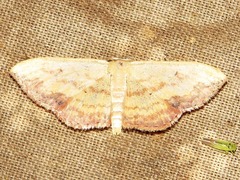 Scopula caesaria