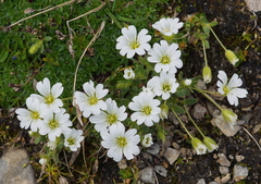 Cerastium uniflorum