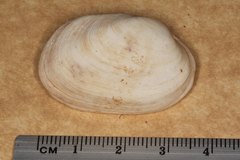 Venerupis galactites