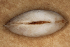 Venerupis galactites