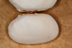 Venerupis galactites