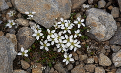 Arenaria ciliata