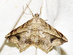 Chiasmia simplicilinea