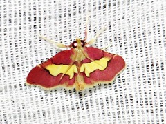 Bostra xanthorhodalis