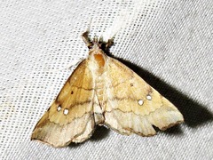 Disticta atava