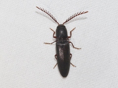 Dicrepidius corvinus